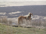 SX13306 Wild pony on Twyn Croes Gwallter in Brecon Beacons National Park.jpg